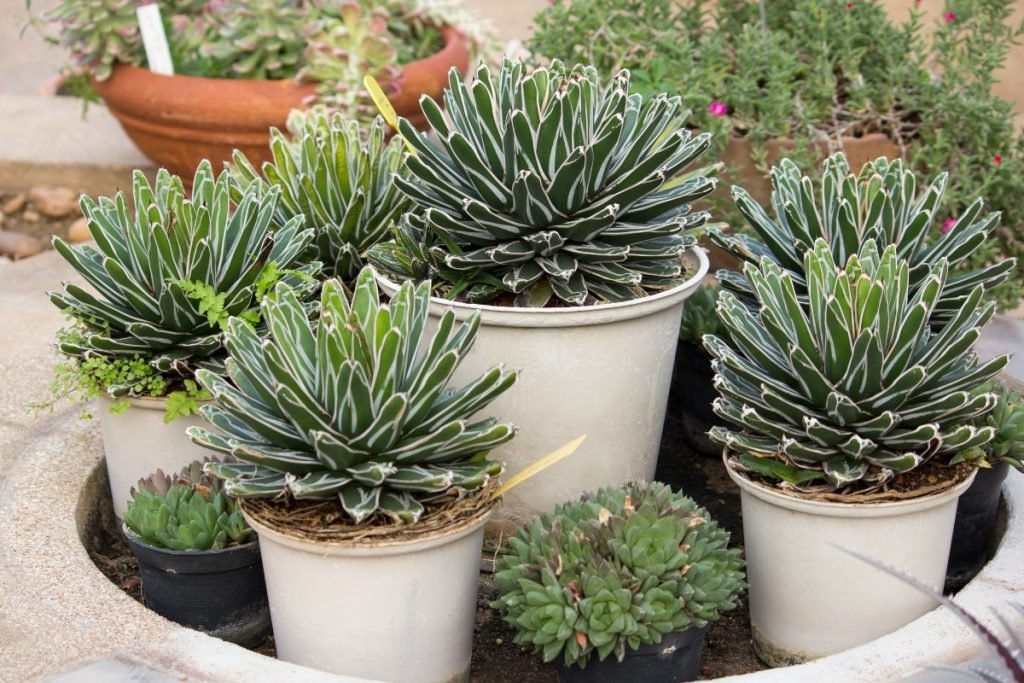 Xeriscaping potted plants.