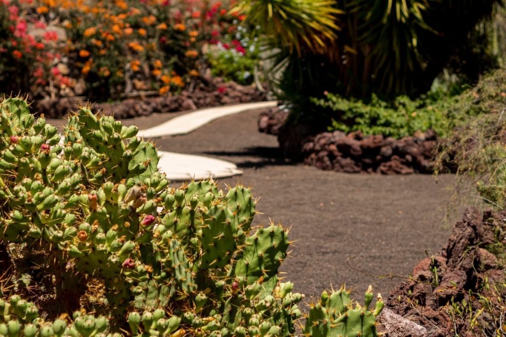 Xeriscaping plants in a yard.