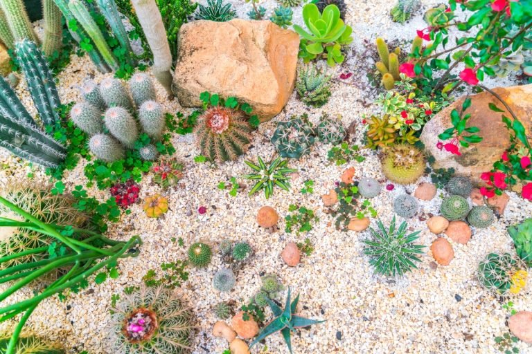 Xeriscaped garden landscaping
